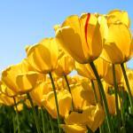 Gelateria Biancaneve e i 7 Nani